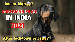 Doberman Pinscher Puppy Price  doberman price in india 2021 🤯 [upl. by Turro656]