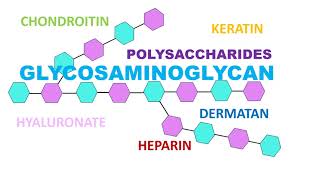 Glycosaminoglycan [upl. by Caz]