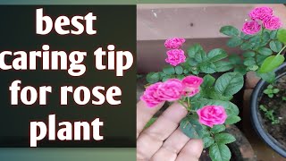 best caring tip for rose plantsrose plant bio stimulantgardening [upl. by Laband]