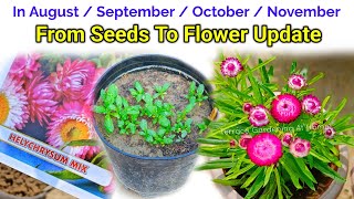 Helichrysum From Seeds To Flower How To Grow Helichrysum Plant [upl. by Kwang]