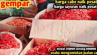 haga cabe hari ini naiksayuran gemparusaha untung banyak jualan cabe1 des 2024 [upl. by Shaun767]