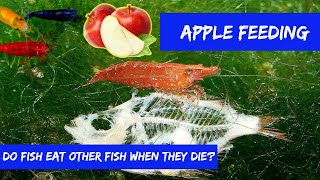 What Do Fish Eat Have You Ever Wondered 🍎Apple Feeding 🦐🐠🐟🐚 [upl. by Limemann575]