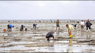 Pêche à pied au Gois [upl. by Aisilef]