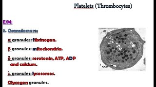 3 blood platelets and bone marrow [upl. by Sirraj]