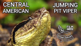 Venomous Central American Jumping pit viper Metlapilcoatlus amazing venomous snake in Costa Rica [upl. by Lunette]