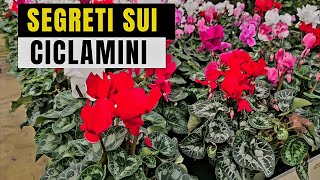 Ciclamini  Cure e Segreti  Come Seminarli E Molto altro [upl. by Pressman]