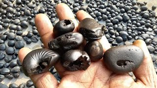 Gandaki river shaligram  different kinds of smaller sri shaligram shila  gandaki river shaligram [upl. by Molli]