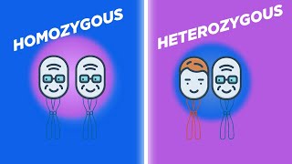 Genetic Diversity in Plants A Study of Homozygous and Heterozygous Variations [upl. by Carlick]