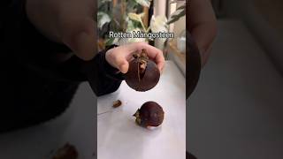 Rotten Mangosteen shorts fruit tastetest food sweet mangosteen rotten fail experiment [upl. by Arte]