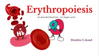 Erythropoiesis Red blood cell formationmedical physiology redbloodcells hematology stemcells [upl. by Ainaj]