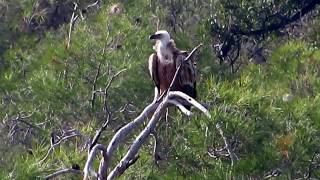 Griffon Vulture Gyps fulvus Γύπας  Γύπας ο πυρόχρους  Όρνιο  Cyprus [upl. by Ainomar206]