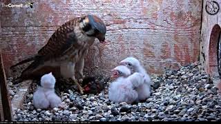 American Kestrel Chick Upended During Feeding – June 21 2018 [upl. by Burck]