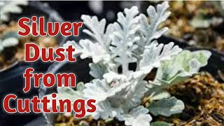 How to grow Silver Dust Dusty Miller  plant from cuttings  SA Gardening [upl. by Amieva]