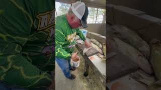 How to clean Lake Erie Walleye with Coot‼️🦆🔪cootslures letsgofishing walleyefishing howto ohio [upl. by Ver705]