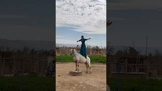 Spectacle équestre au Maroc maroc refuge horselover equidance spectacleequestre cheval [upl. by Haimes243]