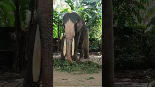 Tusker with long tusksplz subscribe for more videos [upl. by Nally]