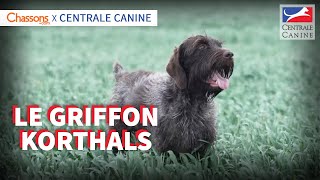 LE GRIFFON KORTHALS  Chassons x Centrale Canine [upl. by Alpers]