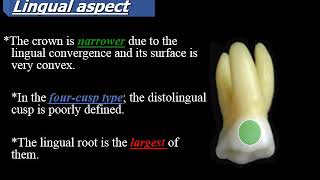 Deciduous Posterior Teeth part 1 [upl. by Nosle]