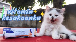 Vitamin Super Untuk Kucing  Nutriplus Gel [upl. by Boycey]