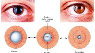 Autonomic control of pupillary size and accommodation  sphincter radial ciliary muscle [upl. by Davena]