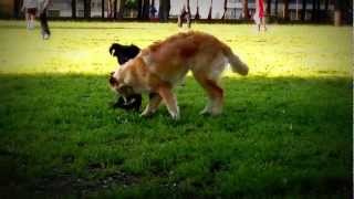 Flat Coated Retriever Vs Golden Retriever [upl. by Lynea112]