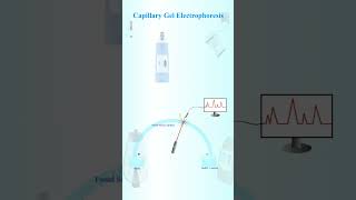 Capillary gel electrophoresis [upl. by Ynhoj]