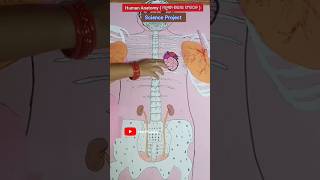 ScienceBiology Project Human Anatomy TLM Students ytshorts shorts shortsfeed viralvideo [upl. by Amick]