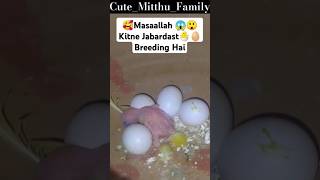 Budgies parrots breeding progressshorts viralshorts tranding cute [upl. by Grochow]