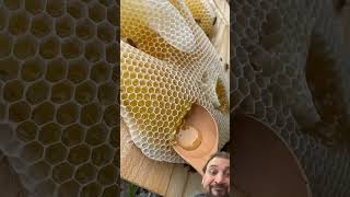 Wow bee nature honey honeybee birds wildhoneybees relaxing harvesting viral2024 fruit [upl. by Ain]