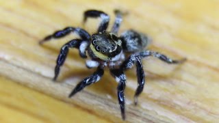 Jumping Spider  Salticidae [upl. by Alohcin102]