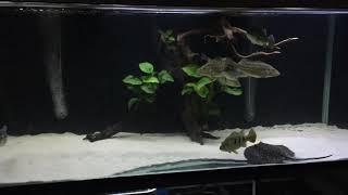 Cichla bass community tank  azul temensis kelberi and motoro stingray [upl. by Liatrice199]