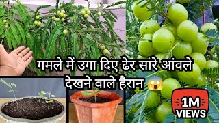 How To Grow Lots Of Amla Fruits In Pot From Seed Grafting Air layering  1 Gamle Me Ugae Dheron Amla [upl. by Rains]