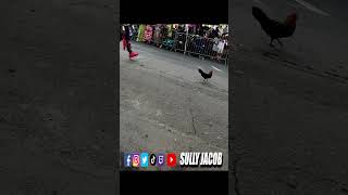 Even roosters pull up Parade 🐓👀 St Croix Parade Reaction 2024 🇻🇮😂 [upl. by Atalante]