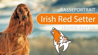 ► Irish Red Setter 2019 Rasse Aussehen amp Charakter [upl. by Akcinat]