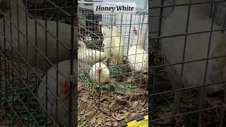 Honey White  Honey Yu chicken manok [upl. by Halihs]