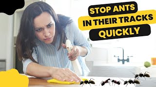 What Is The Fastest Way To Get Rid Of Ants In The Kitchen [upl. by Lehcer]