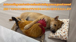 🤣Laughing until my stomach hurts The funny daily life of roosters cats and dogsToo funny cute pet [upl. by Wellington]