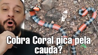 Cobra Coral pica pela cauda  Biólogo Henrique o Biólogo das Cobras [upl. by Guillema]