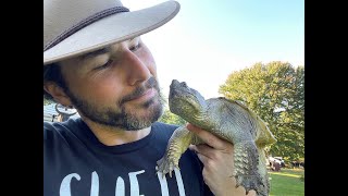 Snappy the FRIENDLY Common Snapping Turtle [upl. by Llenart]