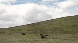 Elk Country Chronicles March 2012 [upl. by Llenrup]