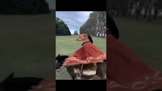 Dog Riding On Horse meme template [upl. by Shalne]