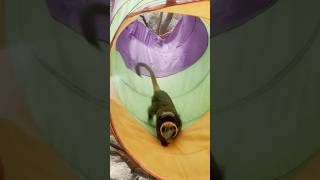 Emperor Tamarins Chase each other in their Tunnel [upl. by Wistrup]