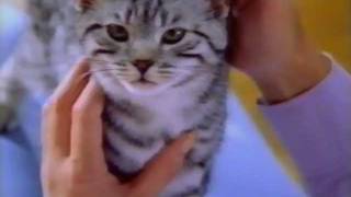 New Zealand TV Whiskas Advertisement [upl. by Pius]