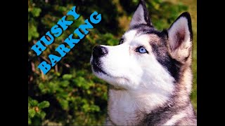 DOGS BARKING  Husky Barking Sound 2021 [upl. by Nageam]