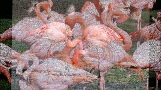 Les Flamants Roses [upl. by Mario123]