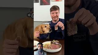 feeding a dog 1 vs 1000 steak shorts viral mrbeast short [upl. by Aliuqa]