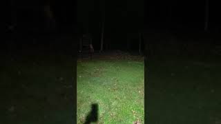 Bobcat screams in our backyard [upl. by Bazar]