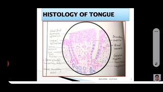 HISTOLOGY OF TONGUE [upl. by Aidne225]