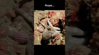 Crazy facts About Octopus 🐙👽 [upl. by Katalin]