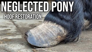 Helping Neglected Rescue Shetland Pony With A Trim [upl. by Hepsiba583]